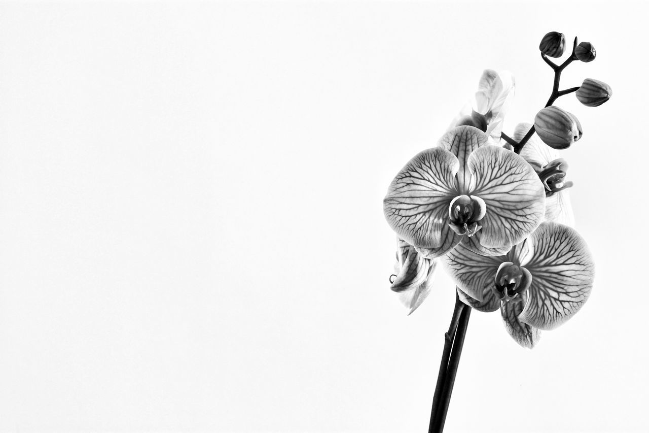 LOW ANGLE VIEW OF WHITE FLOWERING PLANT AGAINST SKY