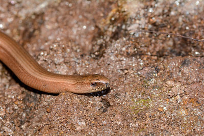 Head one a brown blindworm. anguis fragilis. on the ground