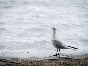 Seagull perching on shore