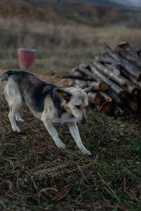 Nature Dog