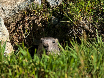 Marmot playing hide and seek
