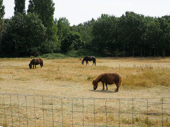 Horses grazing on field against sky