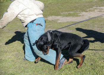 High angle view of a dog