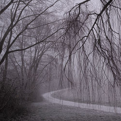 Bare trees in forest during winter