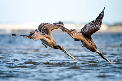 Two brown pelicans hunting somewhere in florida