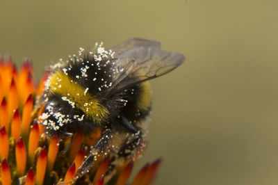 Close-up of butterfly pollinating on flower