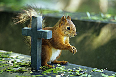 Close-up of squirrel on cemetery