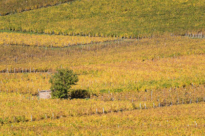 Scenic view of field