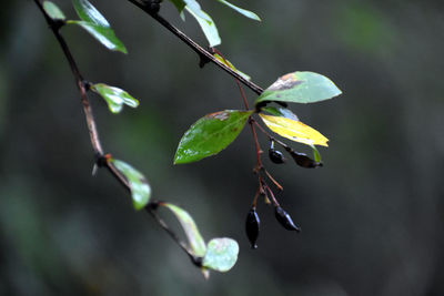 Close-up of leaves on twig