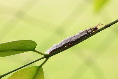 Close-up of plant