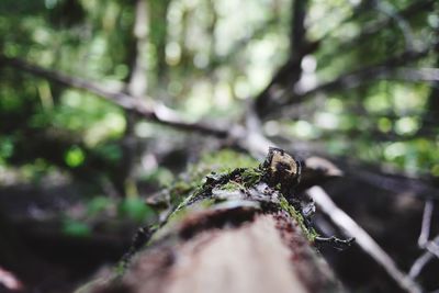 Close-up of plant in forest