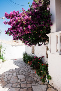 Pink flower on tree by footpath against building