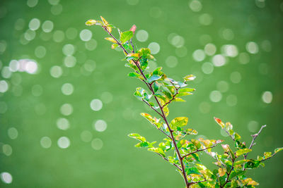 Close-up of green leaves on plant