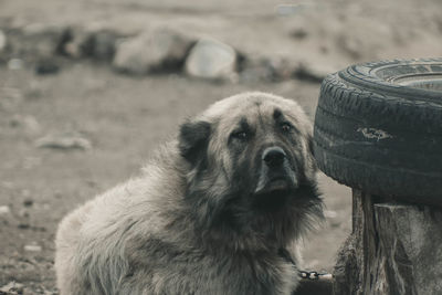 Close-up portrait of dog looking away