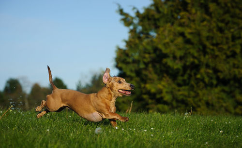 Dog running on field against sky