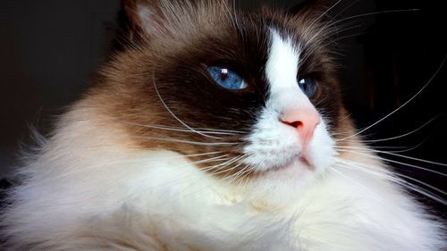 Close-up of ragdoll cat at home