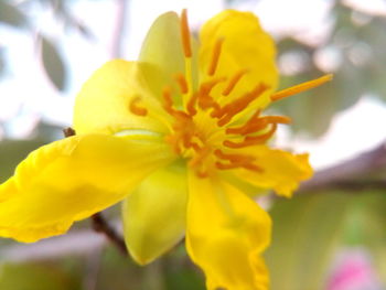 Close-up of yellow flowers blooming outdoors