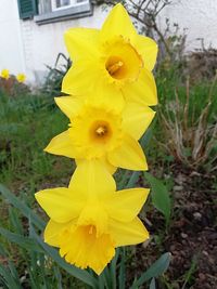 Close-up of yellow daffodil flower