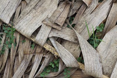 Full frame shot of dry leaves