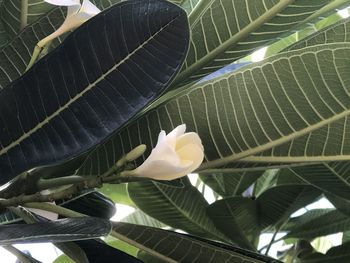Low angle view of flowering plant leaves