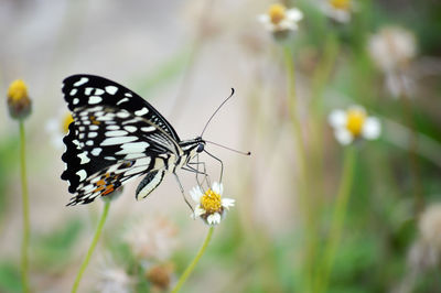 Close-up of butterfly pollinating on flower