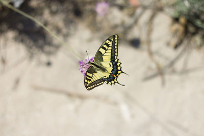 Close-up of butterfly on flower