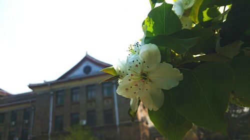 Close-up of flowers growing on tree against sky