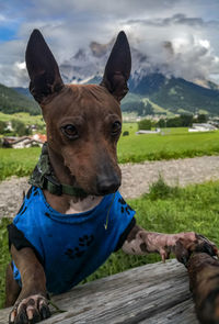 Portrait of a dog on field