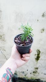 Close-up of hand holding potted plant