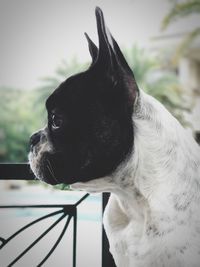 Close-up of black dog looking away against sky