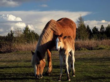 Horse standing on field