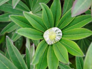 Close-up of plant