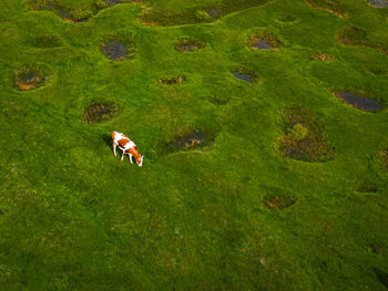 meadow