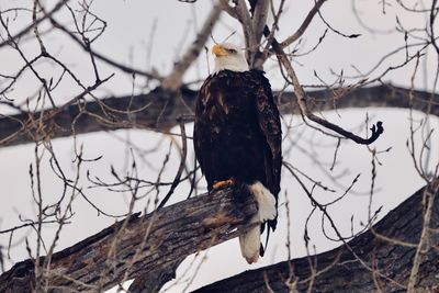 Low angle view of bald eagle perching on bare tree