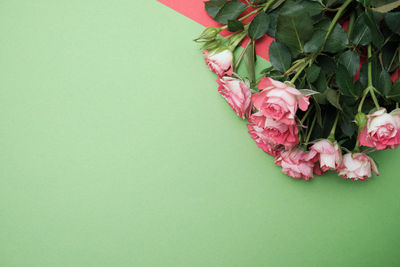 Close-up of pink rose against white background