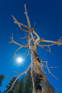 Low angle view of dead tree against blue sky