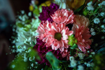 High angle view of pink flowering plant