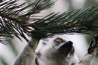 Close-up of ring tailed lemur on tree