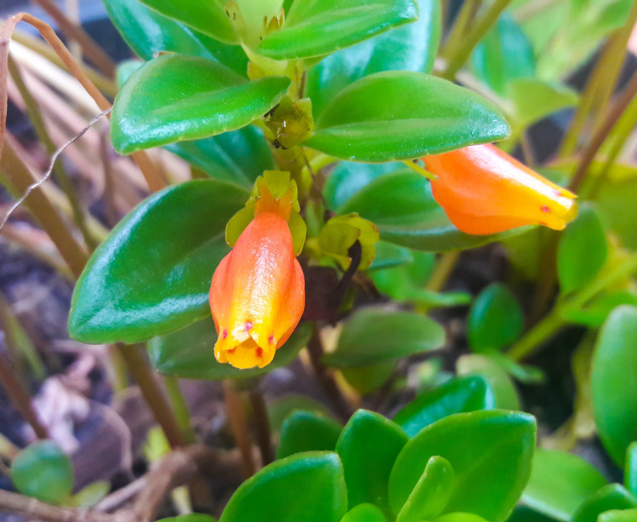 CLOSE-UP OF ORANGE FRUIT