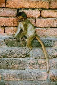 Elephant sitting on brick wall