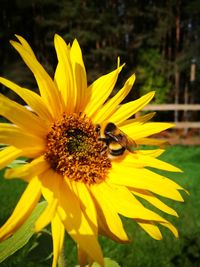 Close-up of honey bee on sunflower