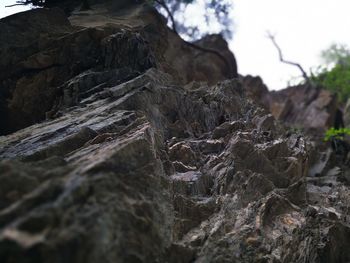 Close-up of tree
