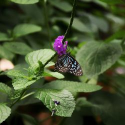 Blue tiger butterfly