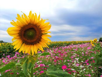 Close-up of fresh sunflower field against sky