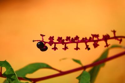 Close-up of insect on plant