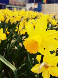 Close-up of yellow daffodil flowers