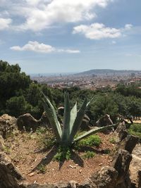 Cactus plants growing on land against sky