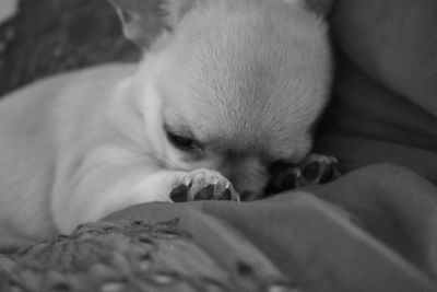 Close-up of dog relaxing