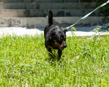 Black dog in a field