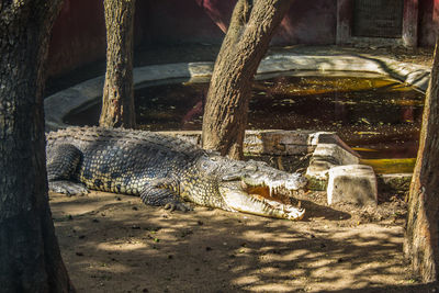 View of an animal in zoo